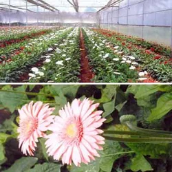 Agricultural- Horticultural Projects Flower Crop Like Gerbera & Carnation (KF Bio Plants)