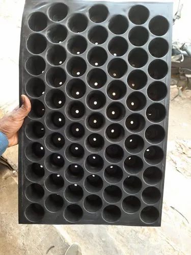 Hips Seedlings Tray, Packaging Size: 500