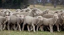 Sheep Health Farm Development