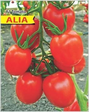 KGP Seeds Tomato Alia