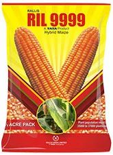 Hybrid Maize Ril 9999