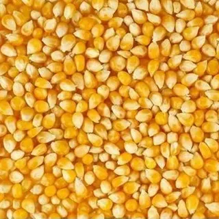 Hybrid Maize Seed