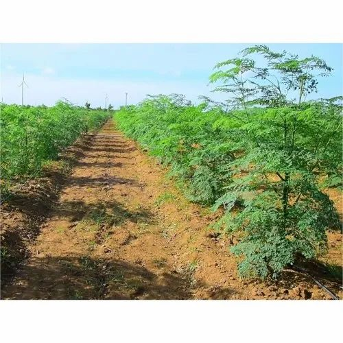 Moringa Cultivation Farming Consulting Services
