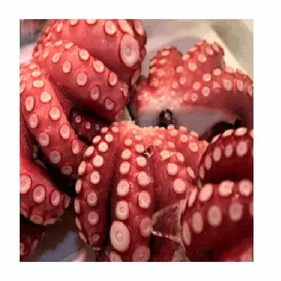 Octopus