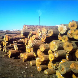 New Zealand Pine Wood Logs