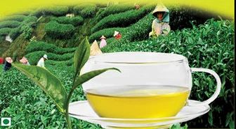 Avani Green Tea