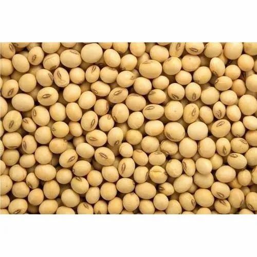 Natural Dried Soybean Seeds, High in Protein