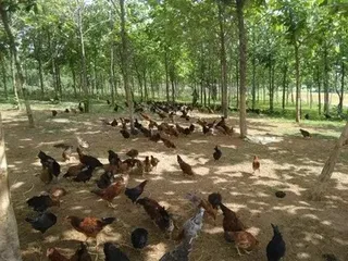 Free Range Poultry