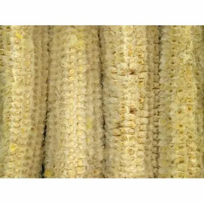 25 kg Natural Corn Cob, Packaging: Plastic Bag