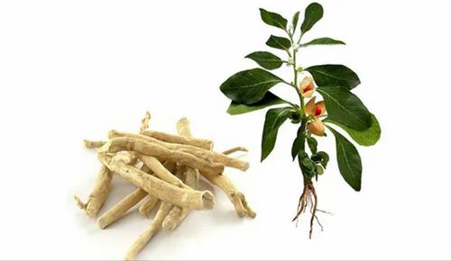 Ashwagandha Extract