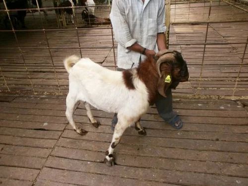 Damascus Cross  Boer Goat