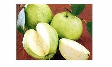 Guava