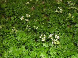 Coriander Essential Oil