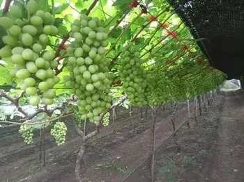 Seedless Grape A Grade Fruits Grapes For Human Consumption, Packaging Type: Carton