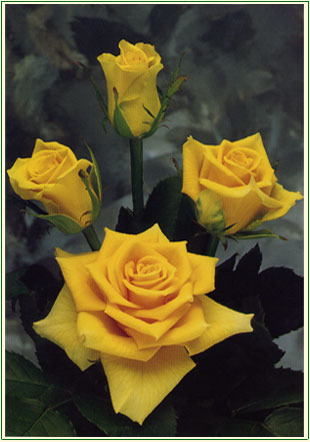 Yellow Unique Rose Flower