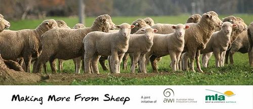 Making More From Sheep Farm Development