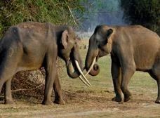 South India Wildlife Tour