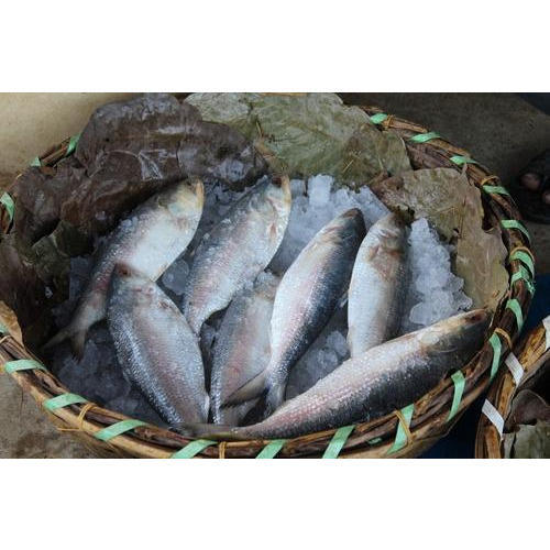 Hilsa Fish, Packaging Type: Thermocol Box + Plastic Bag