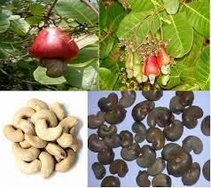 Cashew Nuts & Raw Cashew Nuts, Grade: W210