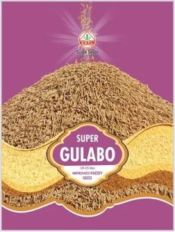 Improved Paddy Seed Super Gulabo