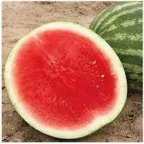 Watermelon Seed