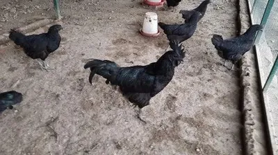 Black Kadaknath Chicken, Protein: High, 01Kgs