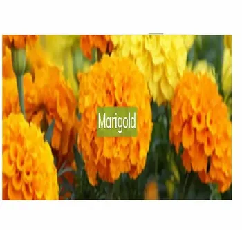 Marigold Flower