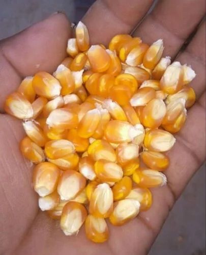 Dry Yellow Maize, For Human Consumption,Animal Feed