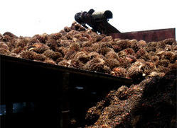 Palm Oil Mills