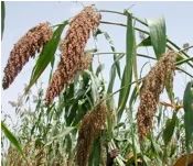 Sorghum