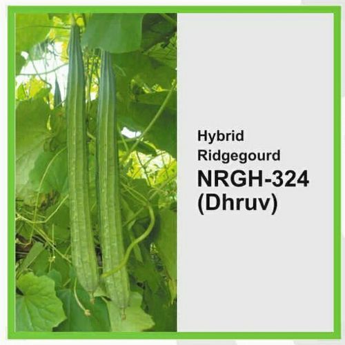 Dhruv Rigde Gourd hybrid seed, For Sowing On Farm, Pack Size: 50 Grms