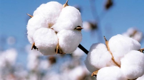 Indian Raw Cotton