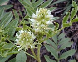 Glycyrrhiza Glabra