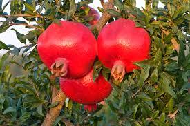 Fast Growth Organic Pomegranate Plant