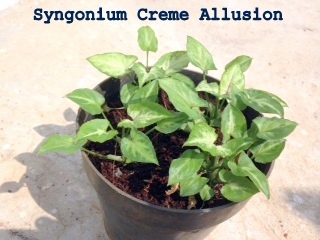 Syngonium Creme Allusion