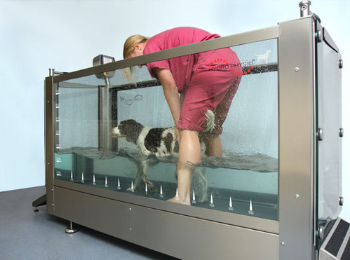 Canine Rehabilitation Treadmill