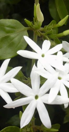 Jasmine Grandiflorum Floral Extracts