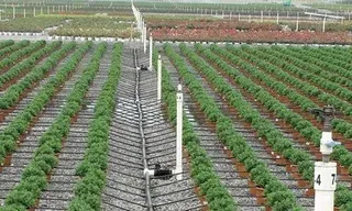 Mini Sprinkler Irrigation System for Agricultural Use