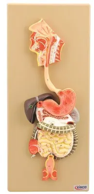 Human Digestive System Model, 2 Parts, Hand Painted