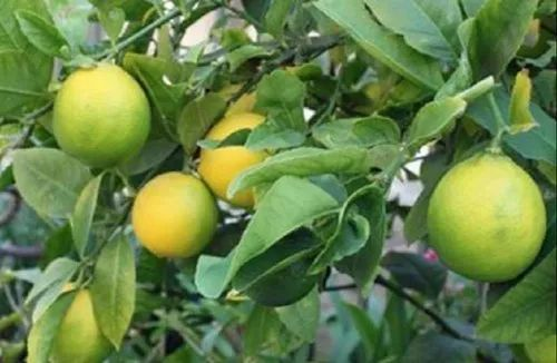 Well Watered Green Clonal Kagzi Kalan Lemon, For Fruits