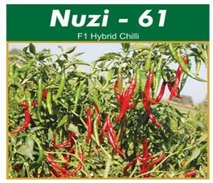 Hybrid Chilli Seeds Nuzi 61