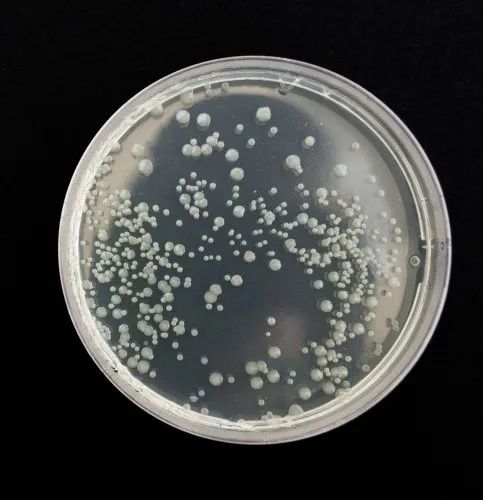 Insect Control Microbial Culture, White, Grade Standard: Bio-Tech Grade