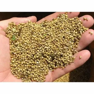 Just Look Pearl Millet Seed