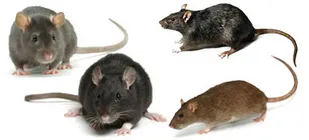 Rat Control Treatment Services