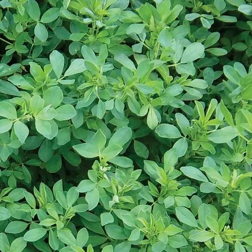 Medicago Sativa Green Neelam Perennial Alfalfa/Rajka Forage Seeds, For Agriculture, Packaging Type: Bag
