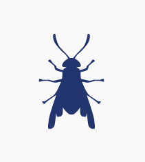 Housefly Pest Control Service