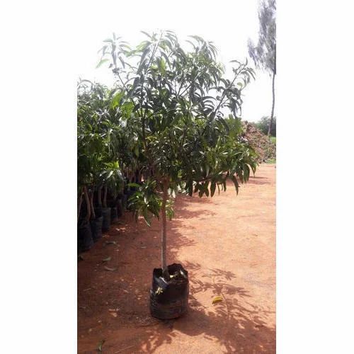 Green Mango Tree Plant