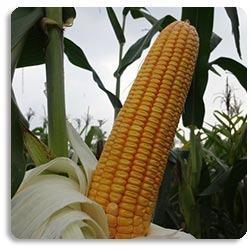 Corn Hybrids Seed