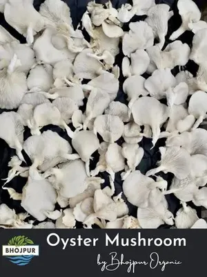 Pan India Organic Dry Oyster Mushroom, Packaging Type: Plastic Bag, Packaging Size: 5 Kg