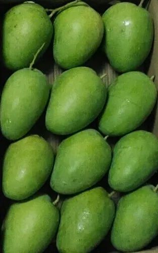 Green Common Alphonso Mango, Carton, Packaging Size: 10 Kg